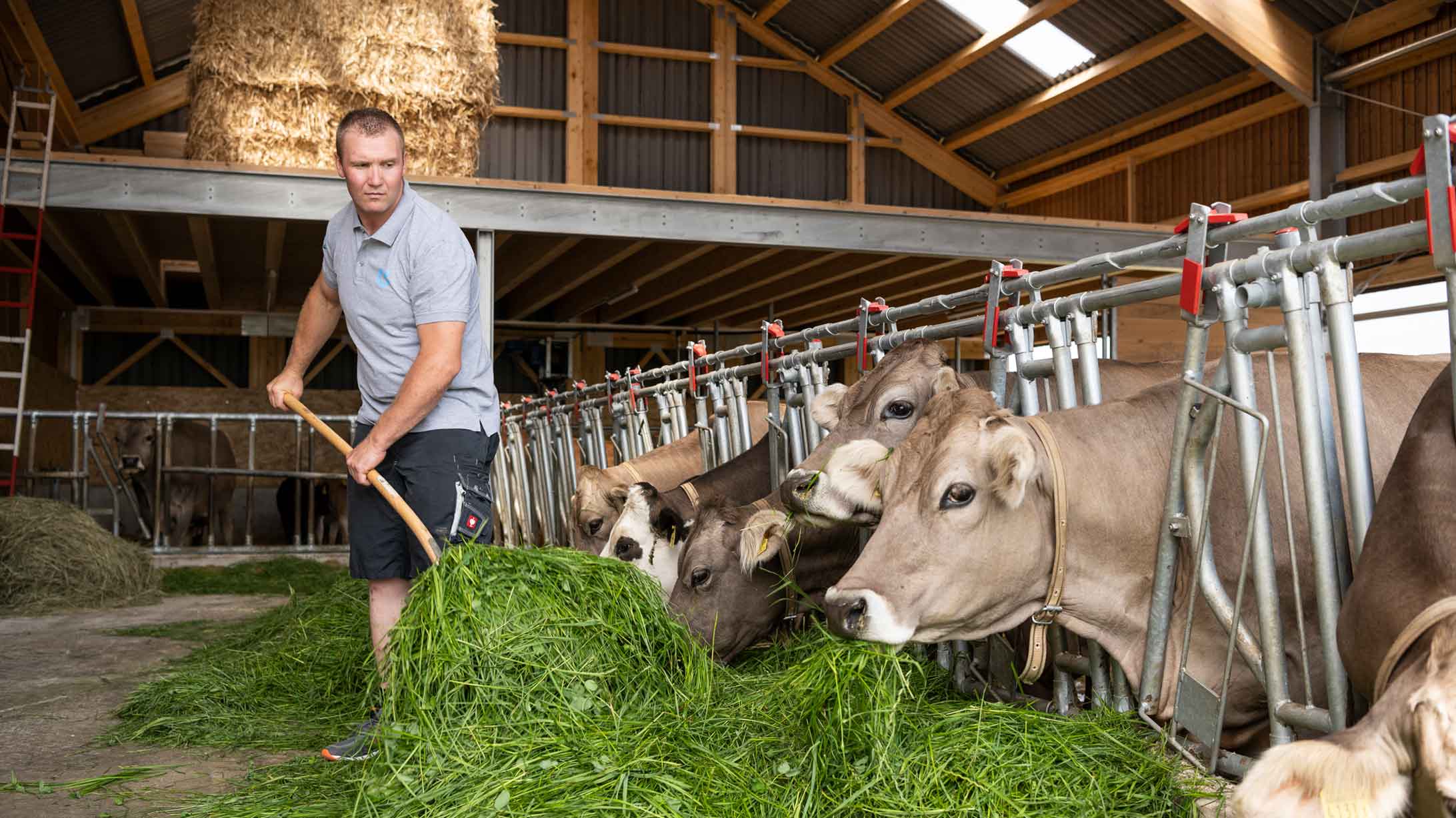Schwinger Roger Erb füttert im Stall die Kühe mit Gras.