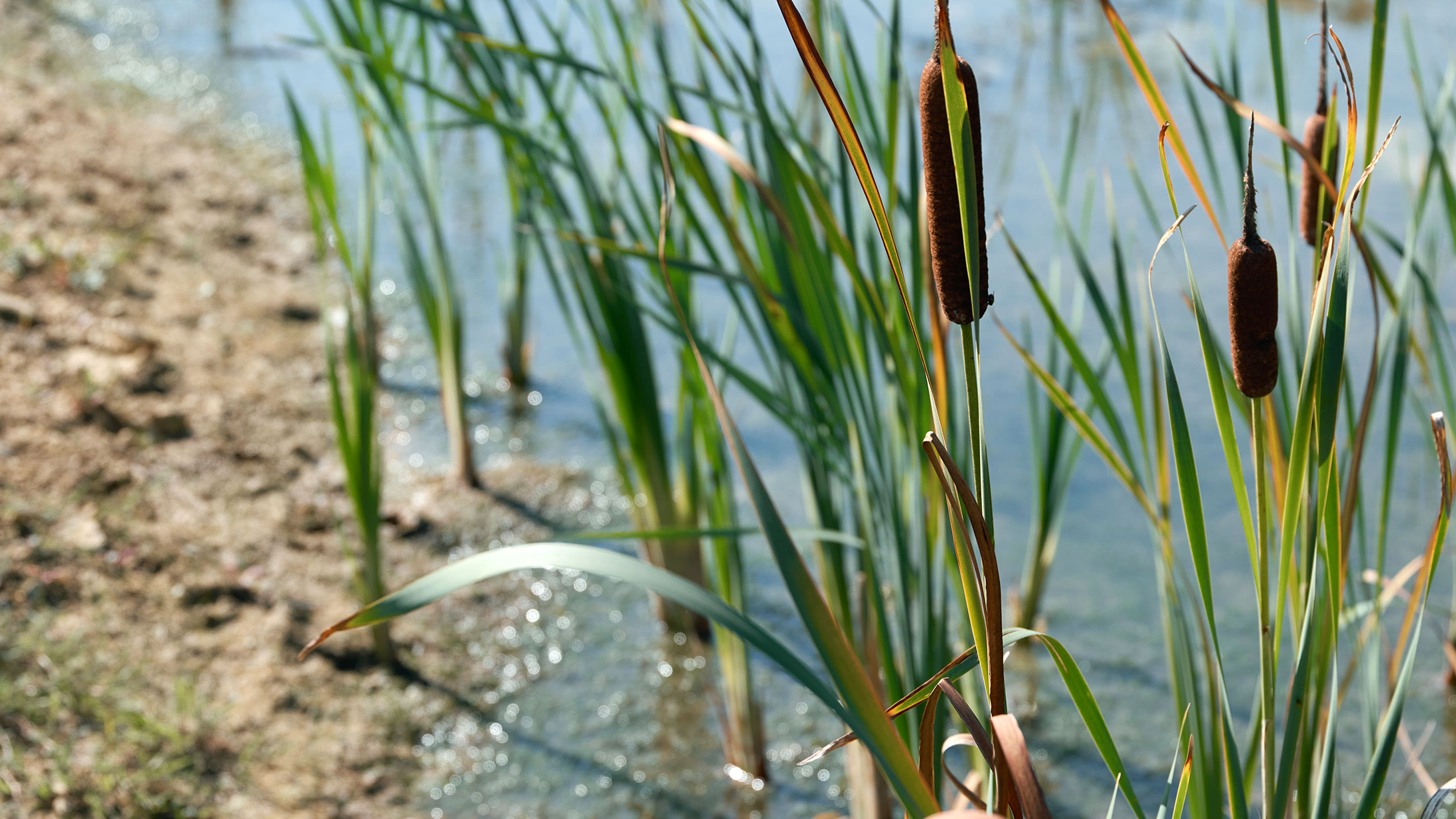 Rohrkolbenpflanzen in einem Teich.
