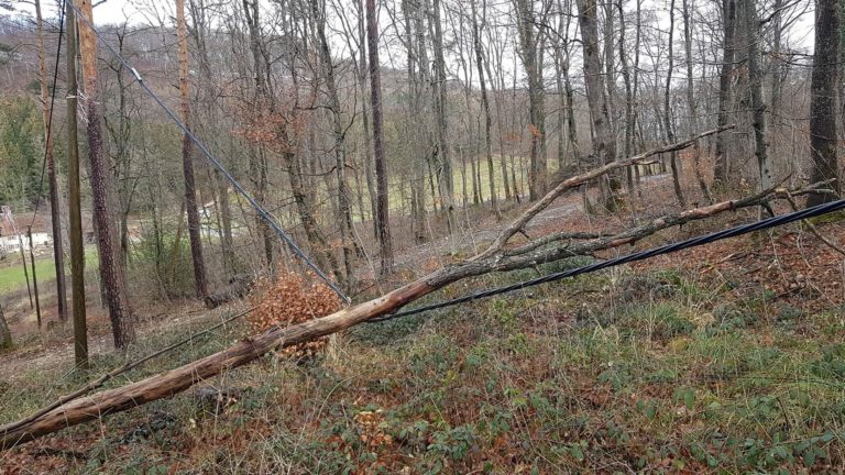 Ein umgestürzter Baum liegt im Wald auf einer Stromleitung