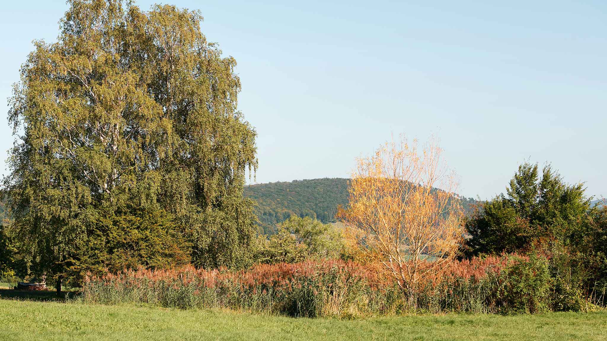 Stark bewachsener Weiher mit grossem Baum in Blauen im Kanton Baselland