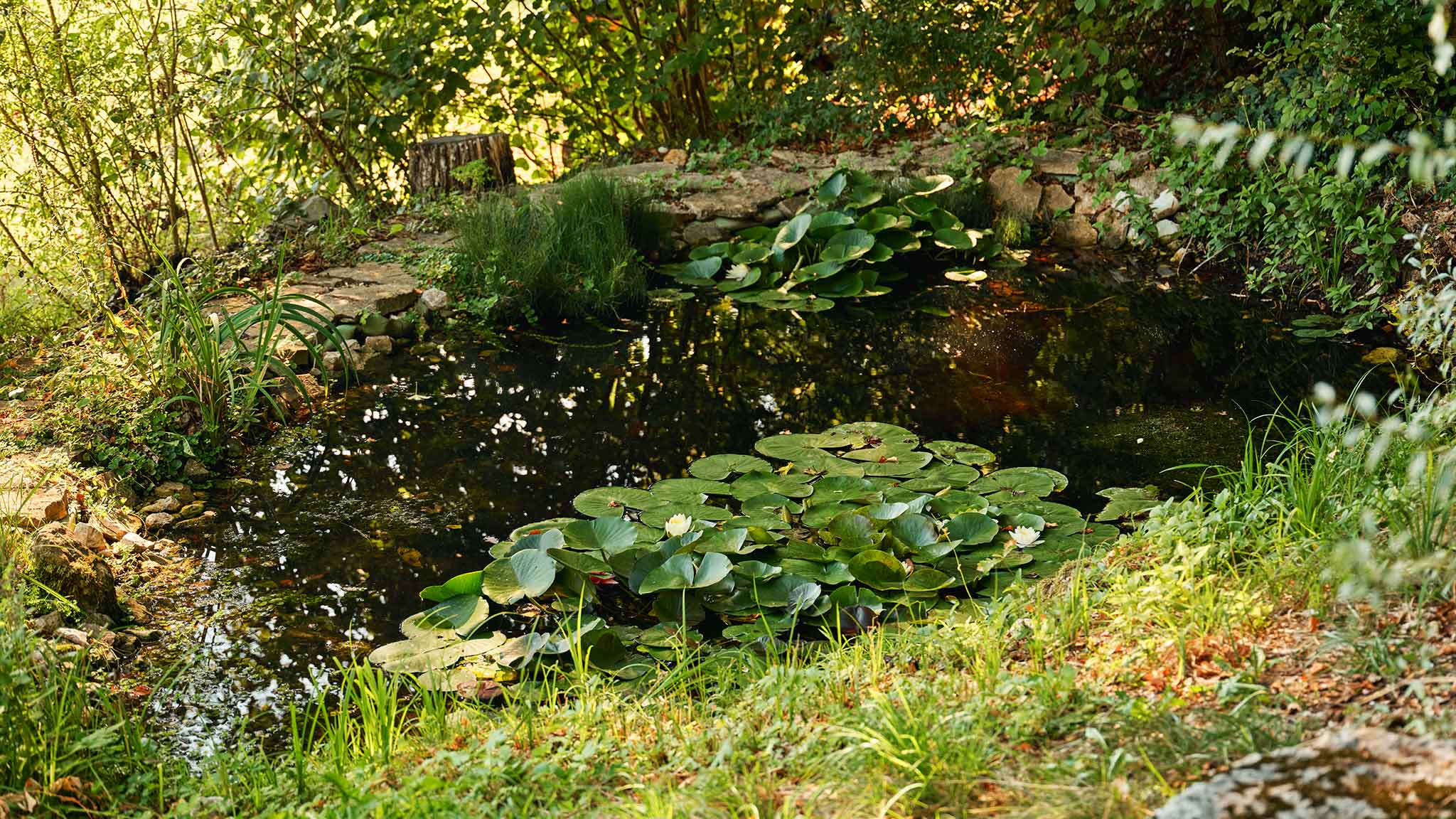 Teich mit Seerosen in Blauen im Kanton Baselland